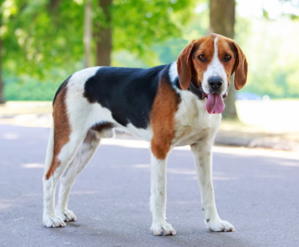 American Foxhound